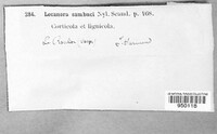 Lecanora sambuci image